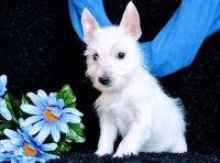 West Highland White Terrier Puppies for sale in Cincinnati, OH, USA. price: NA