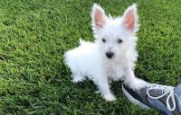 West Highland White Terrier Puppies for sale in Knoxville, TN, USA. price: NA