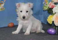 West Highland White Terrier Puppies for sale in Kansas City, KS 66104, USA. price: NA