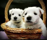 West Highland White Terrier Puppies for sale in Reno, NV 89512, USA. price: NA