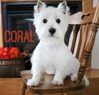 West Highland White Terrier Puppies for sale in Columbia, SC 29226, USA. price: NA