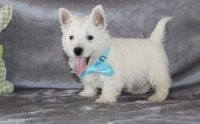 West Highland White Terrier Puppies for sale in Galliano, LA 70354, USA. price: NA
