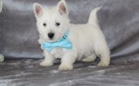 West Highland White Terrier Puppies for sale in Mound, MN 55364, USA. price: NA