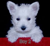 West Highland White Terrier Puppies for sale in Charleston, SC, USA. price: NA
