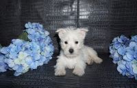 West Highland White Terrier Puppies for sale in Bethesda, MD, USA. price: NA