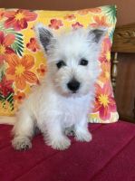 West Highland White Terrier Puppies for sale in Queen Creek, AZ, USA. price: NA