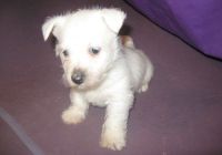 West Highland White Terrier Puppies for sale in Boston, MA, USA. price: NA