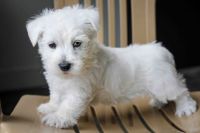 West Highland White Terrier Puppies for sale in Glendale, AZ, USA. price: NA