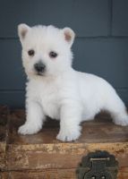 West Highland White Terrier Puppies for sale in Kent, WA, USA. price: NA