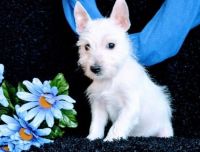 West Highland White Terrier Puppies for sale in Des Moines, IA, USA. price: NA