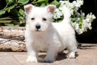 West Highland White Terrier Puppies for sale in 1500 South, US-91, Logan, UT 84321, USA. price: NA