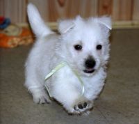 West Highland White Terrier Puppies for sale in Harpersville, AL, USA. price: NA