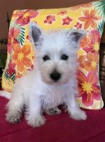 West Highland White Terrier Puppies for sale in Downey, CA, USA. price: NA