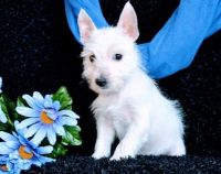 West Highland White Terrier Puppies for sale in Minneapolis, MN, USA. price: NA