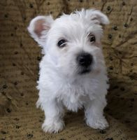 West Highland White Terrier Puppies for sale in Metairie, LA, USA. price: NA