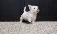 West Highland White Terrier Puppies for sale in Coram, NY, USA. price: NA