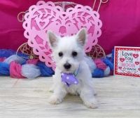 West Highland White Terrier Puppies for sale in Bloomington, IN, USA. price: NA