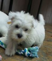 West Highland White Terrier Puppies for sale in Mountain View, CA, USA. price: NA