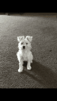 West Highland White Terrier Puppies for sale in Owings Mills, MD, USA. price: NA