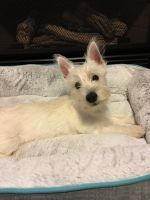 West Highland White Terrier Puppies for sale in East Stroudsburg, PA 18301, USA. price: NA