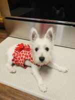 West Highland White Terrier Puppies for sale in Pflugerville, TX, USA. price: NA
