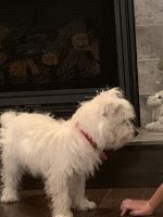 West Highland White Terrier Puppies for sale in Chillicothe, OH 45601, USA. price: NA