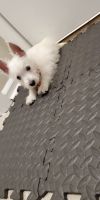 West Highland White Terrier Puppies for sale in Tucker, GA, USA. price: NA