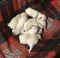 West Highland White Terrier Puppies for sale in Buffalo, NY, USA. price: NA