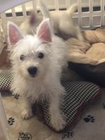 West Highland White Terrier Puppies for sale in Commack, NY, USA. price: NA
