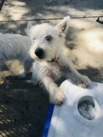 West Highland White Terrier Puppies for sale in Clarence, NY, USA. price: NA