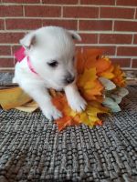 West Highland White Terrier Puppies for sale in Nathalie, VA 24577, USA. price: NA
