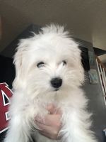 West Highland White Terrier Puppies for sale in New Britain, CT, USA. price: NA