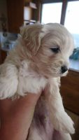 West Highland White Terrier Puppies for sale in Rock Rapids, IA 51246, USA. price: NA