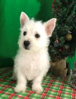 West Highland White Terrier Puppies for sale in Bethany, LA 71007, USA. price: NA