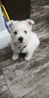 West Highland White Terrier Puppies for sale in San Antonio, TX 78213, USA. price: NA