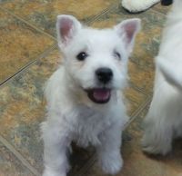 West Highland White Terrier Puppies for sale in Jacksonville, FL, USA. price: NA
