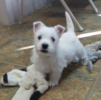 West Highland White Terrier Puppies for sale in Raleigh, NC, USA. price: NA