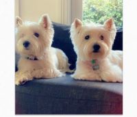 West Highland White Terrier Puppies for sale in Boston, MA 02125, USA. price: NA