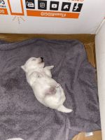 West Highland White Terrier Puppies for sale in Evansville, IN, USA. price: NA