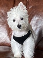 West Highland White Terrier Puppies for sale in Streetsboro, OH, USA. price: NA