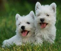West Highland White Terrier Puppies for sale in Rockingham, NC 28379, USA. price: NA