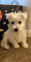 West Highland White Terrier Puppies for sale in Junction City, KS 66441, USA. price: NA