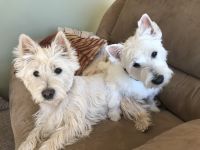 West Highland White Terrier Puppies for sale in Sandia Park, NM, USA. price: NA