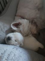 West Highland White Terrier Puppies for sale in 6345 Eatmon Rd, Bailey, NC 27807, USA. price: NA