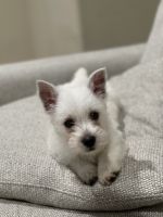 West Highland White Terrier Puppies for sale in Danville, CA, USA. price: NA