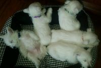 West Highland White Terrier Puppies for sale in AR-141, Jonesboro, AR, USA. price: NA