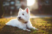 west highland white terrier dog