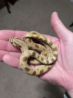 Western Hognose Snake Reptiles for sale in Town and Country, MO 63017, USA. price: NA