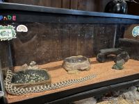 Western Hognose Snake Reptiles for sale in St. Augustine, FL, USA. price: NA