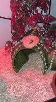 Western Hognose Snake Reptiles for sale in Jackson, MS, USA. price: NA
